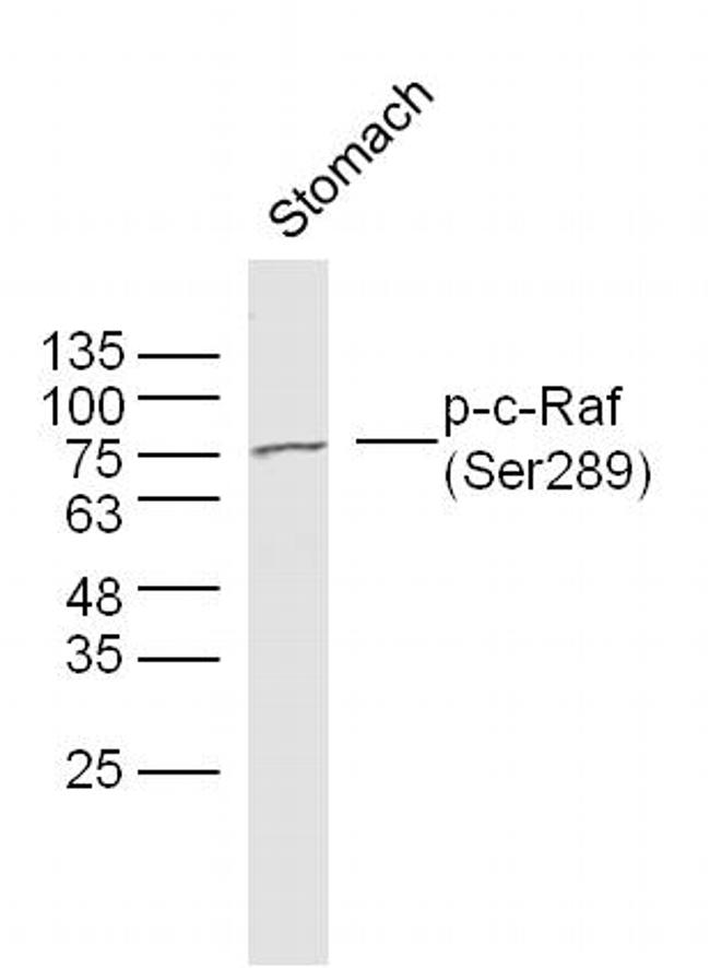 Phospho-c-Raf (Ser289) Antibody in Western Blot (WB)