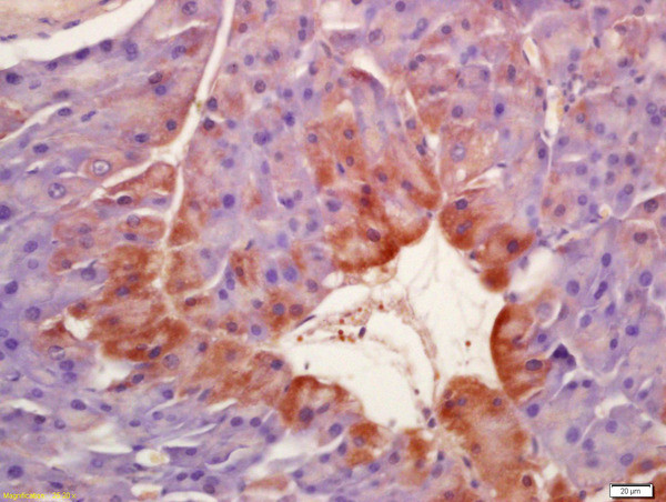 Phospho-SGK1 (Ser422) Antibody in Immunohistochemistry (Paraffin) (IHC (P))