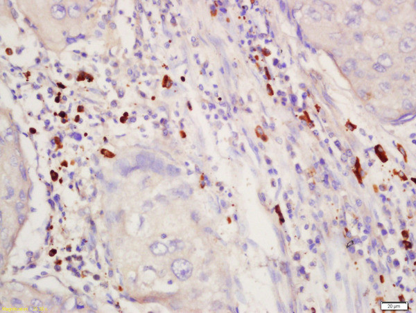 Phospho-SGK1 (Thr256) Antibody in Immunohistochemistry (Paraffin) (IHC (P))