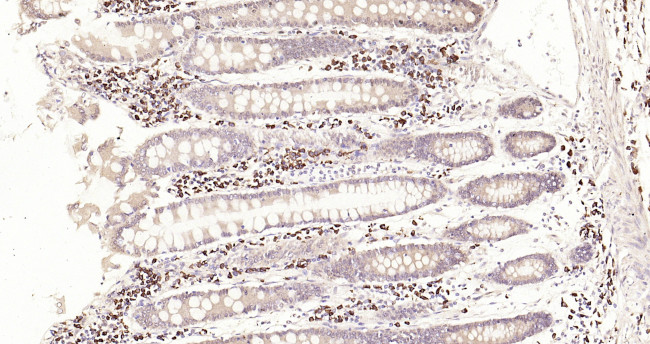 AIF1/Iba1 Antibody in Immunohistochemistry (Paraffin) (IHC (P))