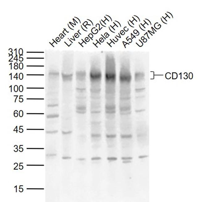 CD130 Antibody in Western Blot (WB)