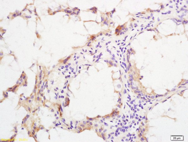 Phospho-SHC (Ser36) Antibody in Immunohistochemistry (Paraffin) (IHC (P))