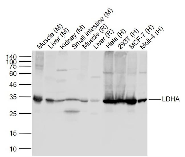 LDHA Antibody in Western Blot (WB)