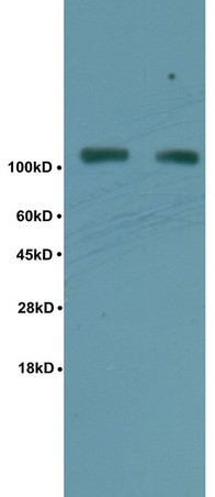 Phospho-TIF1 beta (Ser824) Antibody in Immunohistochemistry (Paraffin) (IHC (P))