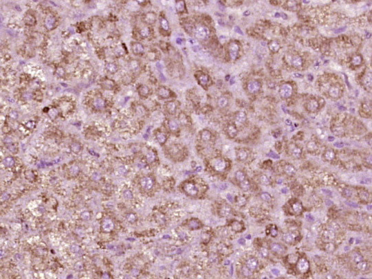 Phospho-Tie2 (Tyr992) Antibody in Immunohistochemistry (Paraffin) (IHC (P))
