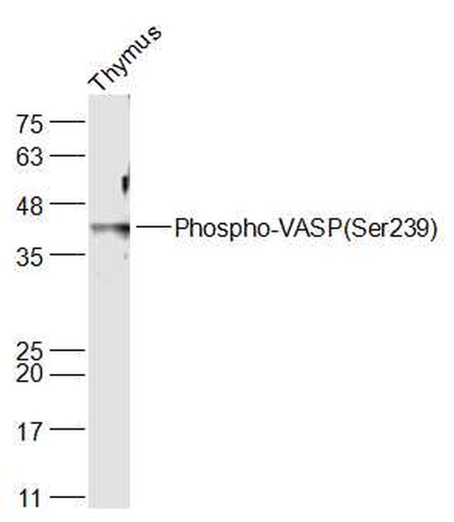 Phospho-VASP (Ser239) Antibody in Western Blot (WB)