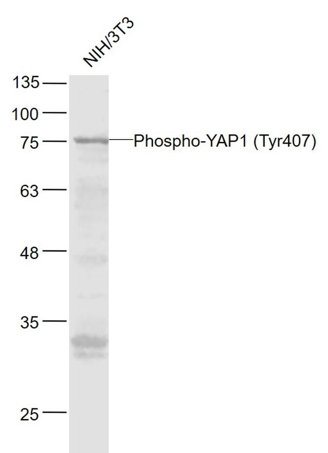 Phospho-YAP1 (Tyr407) Antibody in Western Blot (WB)