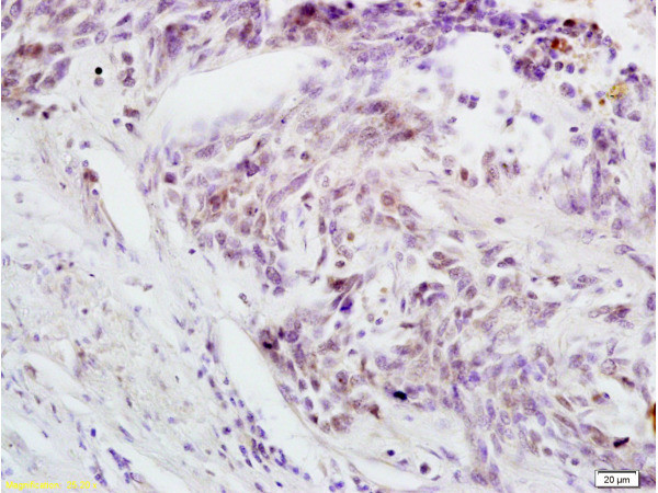 Phospho-cdc25C (Thr48) Antibody in Immunohistochemistry (Paraffin) (IHC (P))