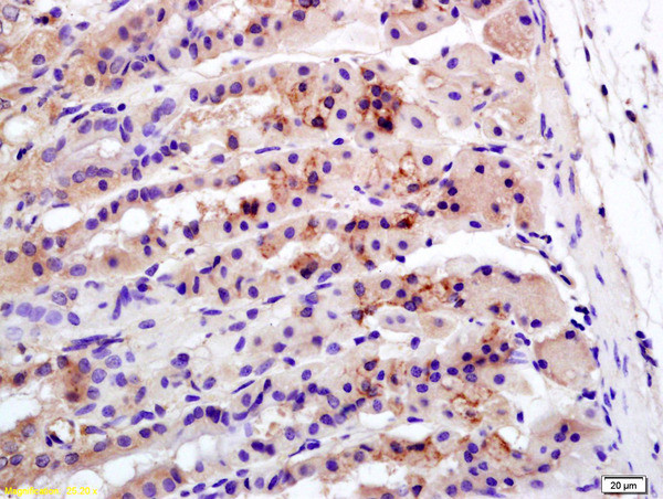 Caveolin-3 Antibody in Immunohistochemistry (Paraffin) (IHC (P))