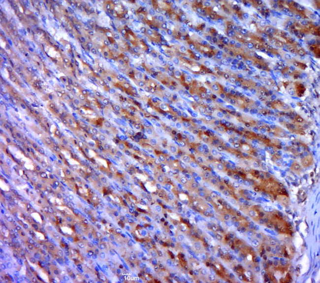 HOXB4 Antibody in Immunohistochemistry (Paraffin) (IHC (P))