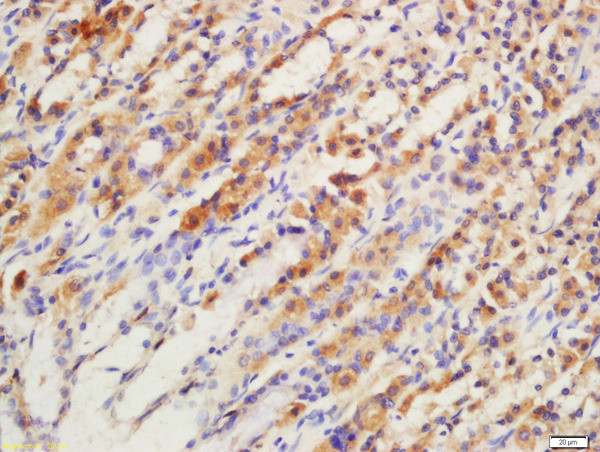 GPR15 Antibody in Immunohistochemistry (Paraffin) (IHC (P))