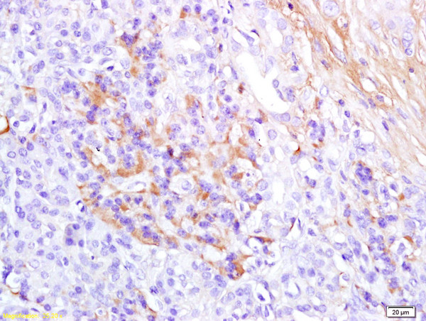 Glucagon Antibody in Immunohistochemistry (Paraffin) (IHC (P))