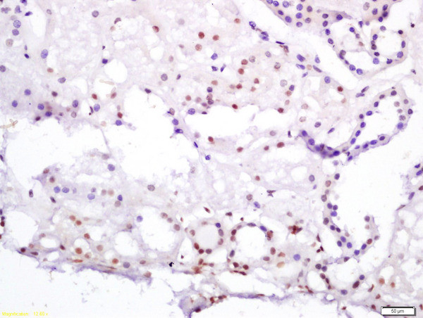 HNF4A Antibody in Immunohistochemistry (Paraffin) (IHC (P))