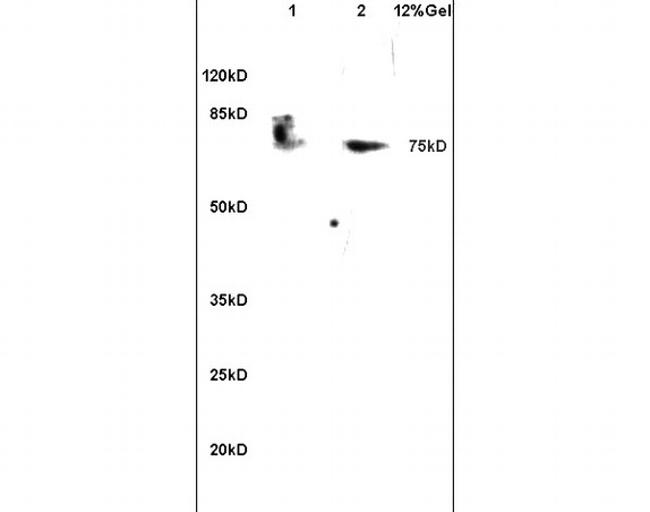 Methyl-PABP (Arg455, Arg460) Antibody in Western Blot (WB)
