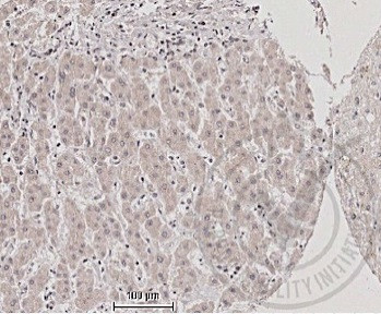 TNFSF9/CD137L Antibody in Immunohistochemistry (Paraffin) (IHC (P))