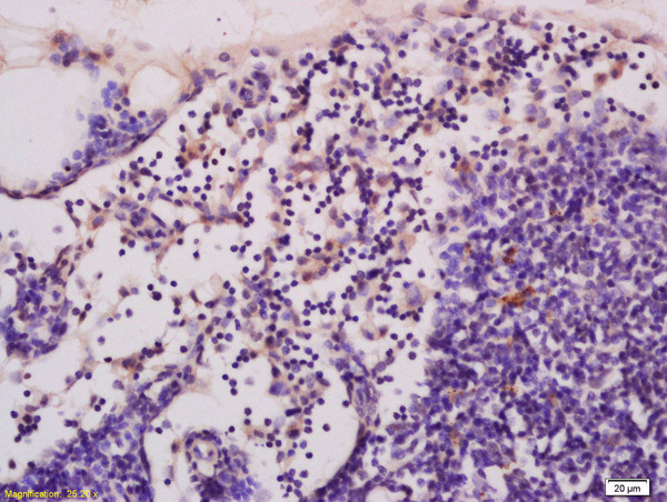 cGMP Antibody in Immunohistochemistry (Paraffin) (IHC (P))