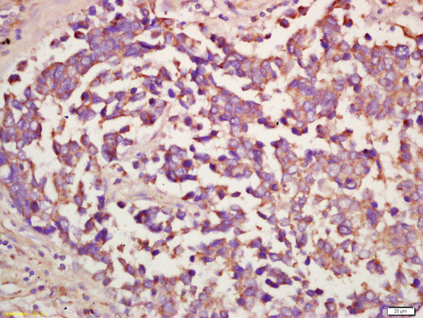 Lrp2/Megalin Antibody in Immunohistochemistry (Paraffin) (IHC (P))