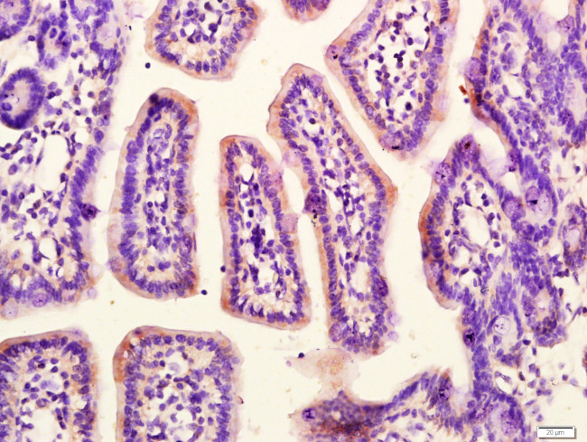 G protein alpha S Antibody in Immunohistochemistry (Paraffin) (IHC (P))