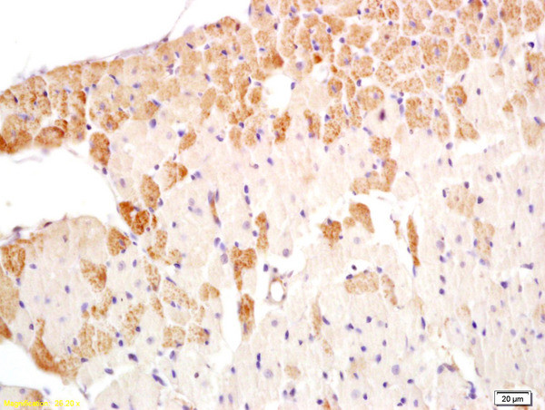 LKB1 Antibody in Immunohistochemistry (Paraffin) (IHC (P))