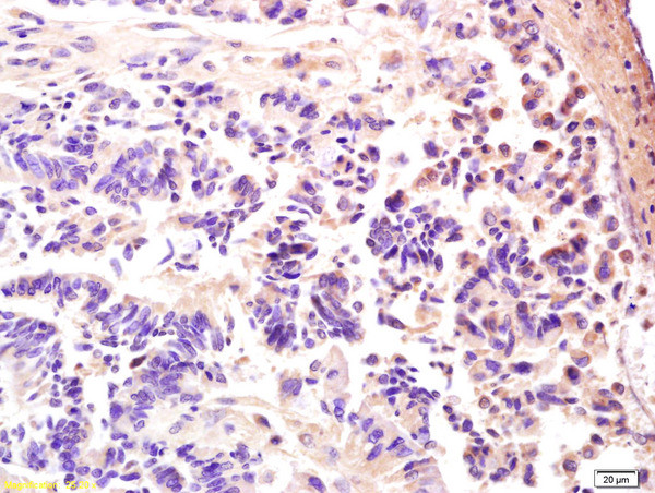 AMPK gamma 3/PRKAG3 Antibody in Immunohistochemistry (Paraffin) (IHC (P))