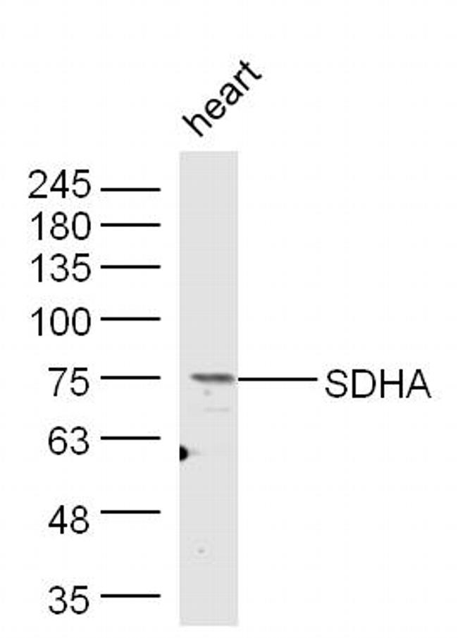 SDHA Antibody in Western Blot (WB)