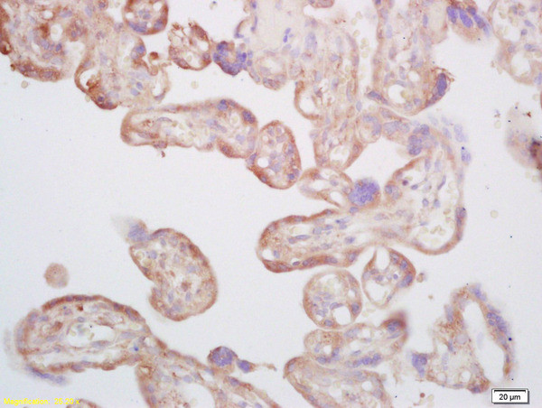 Thromboxane synthase Antibody in Immunohistochemistry (Paraffin) (IHC (P))