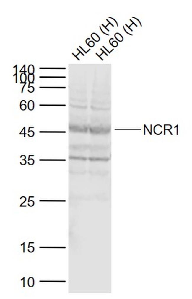 NCR1 Antibody in Western Blot (WB)
