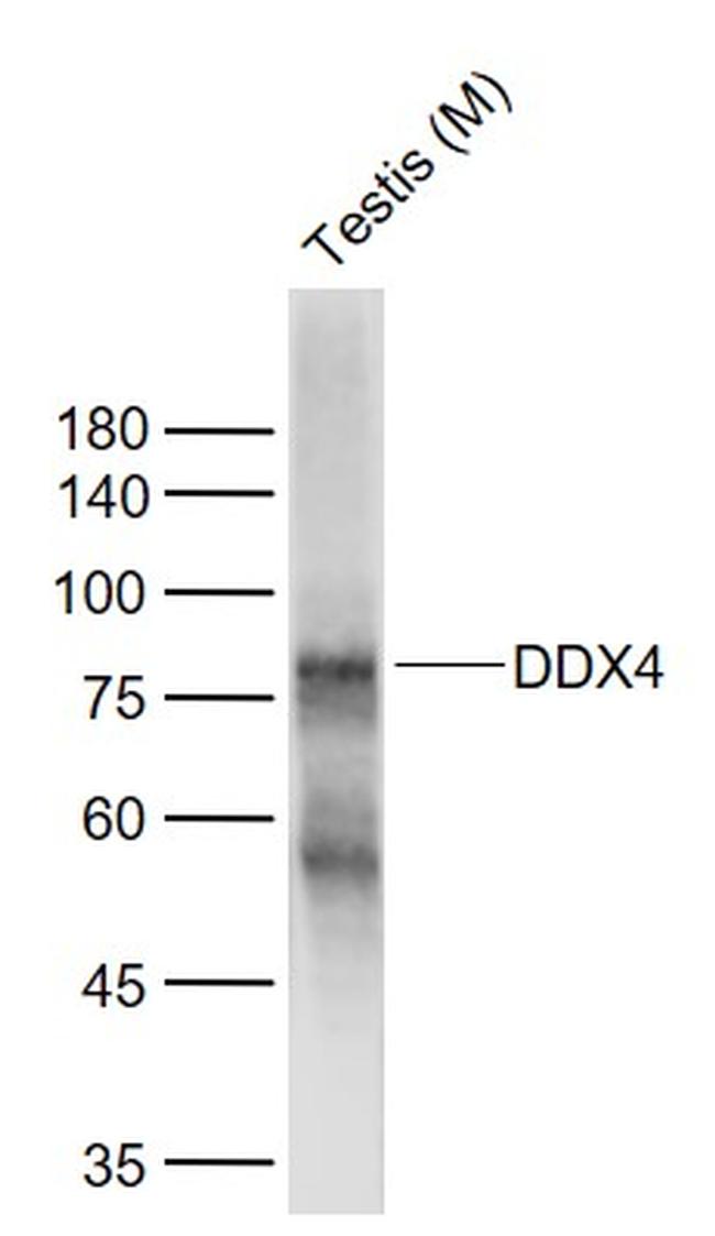 DDX4 Antibody in Western Blot (WB)