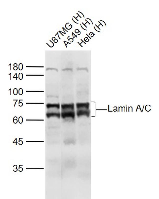 Lamin A/C Antibody in Western Blot (WB)