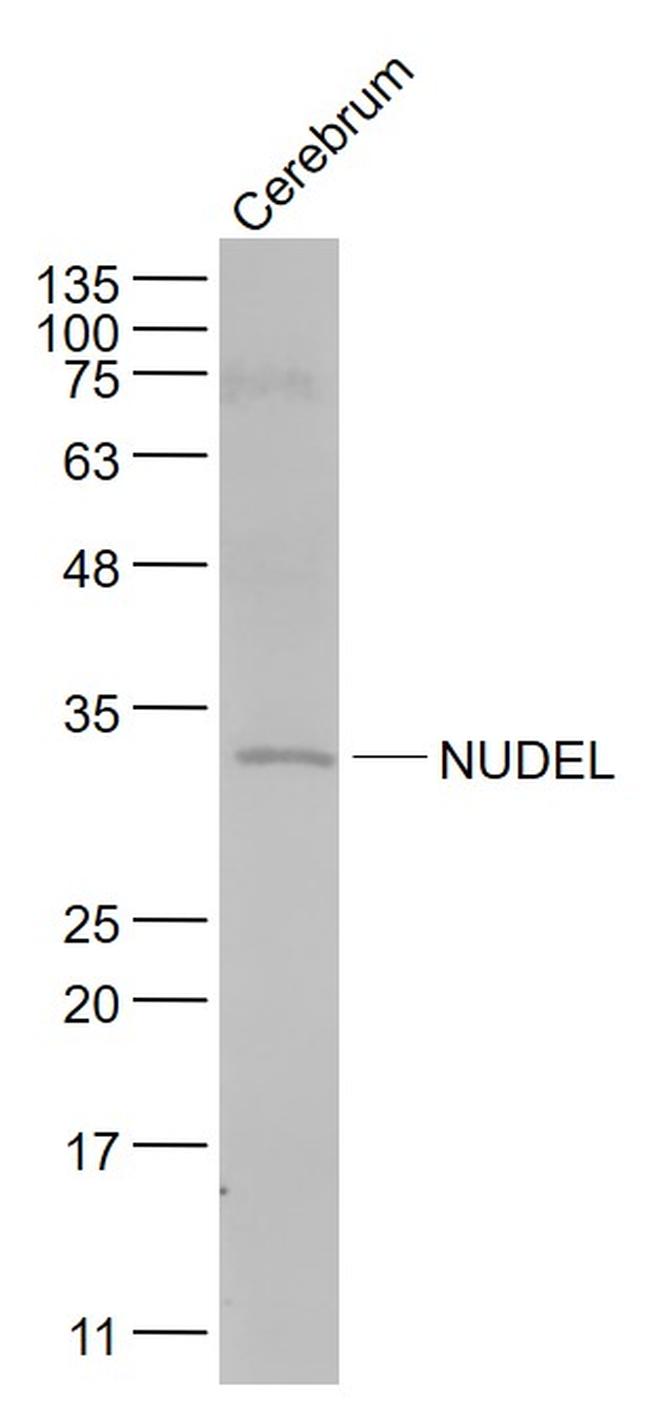 NUDEL Antibody in Western Blot (WB)