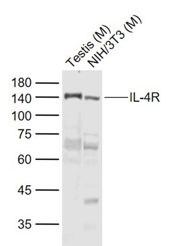 IL-4R Antibody in Western Blot (WB)