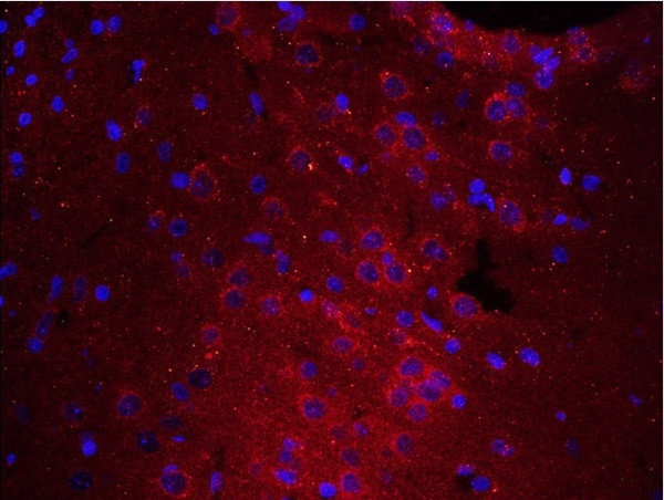 PTPRA Antibody in Immunohistochemistry (Paraffin) (IHC (P))