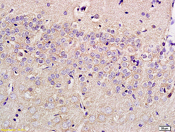 SLC29A4 Antibody in Immunohistochemistry (Paraffin) (IHC (P))