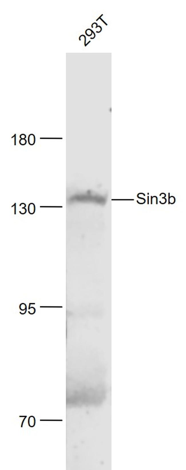 Sin3b Antibody in Western Blot (WB)