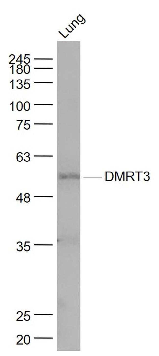 DMRT3 Antibody in Western Blot (WB)