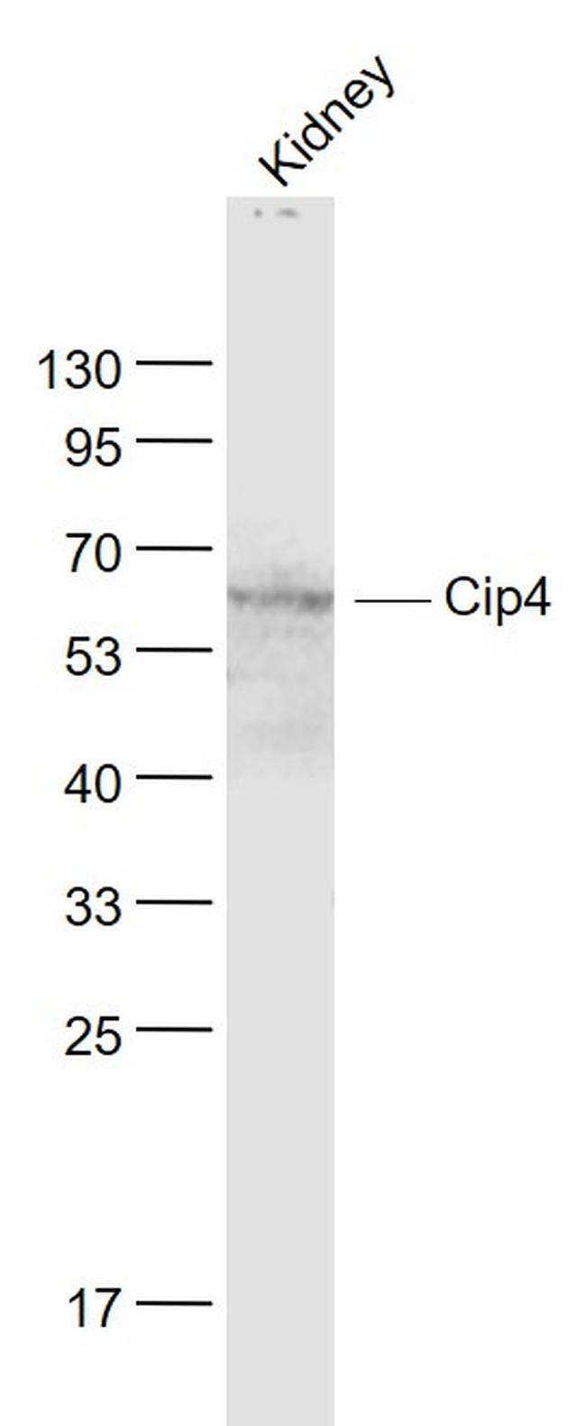 Cip4 Antibody in Western Blot (WB)