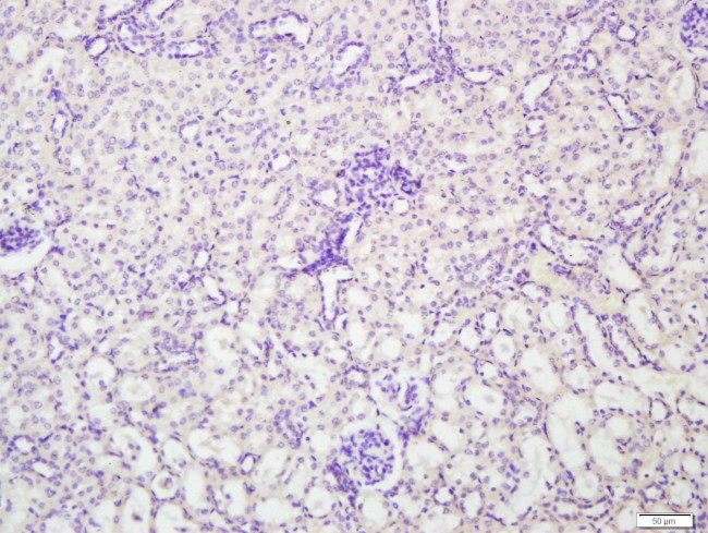ENPP7 Antibody in Immunohistochemistry (Paraffin) (IHC (P))