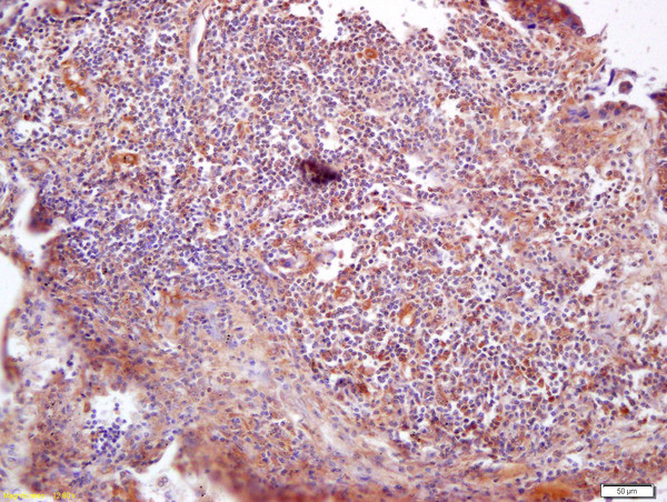 VAV3 Antibody in Immunohistochemistry (Paraffin) (IHC (P))
