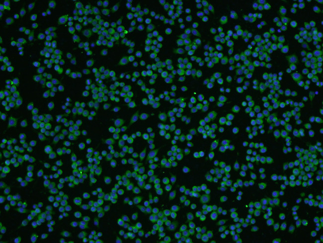 beta 3 Tubulin Antibody in Immunocytochemistry (ICC/IF)