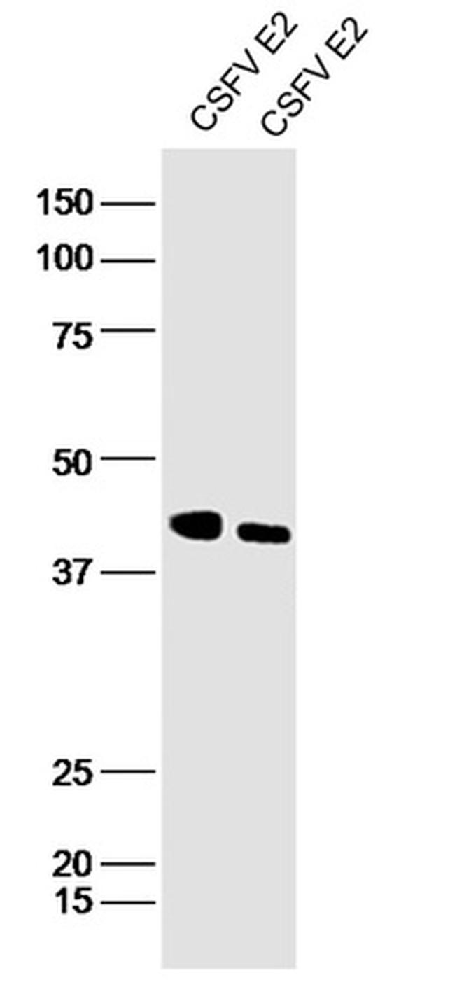 CSFV Envelope glycoprotein E2 Antibody in Western Blot (WB)