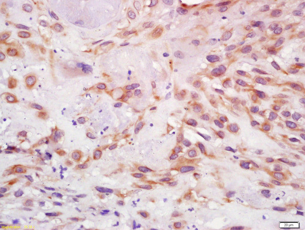 IGF 1 Antibody in Immunohistochemistry (Paraffin) (IHC (P))
