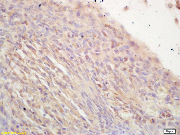NR2C2/TAK1 Antibody in Immunohistochemistry (Paraffin) (IHC (P))