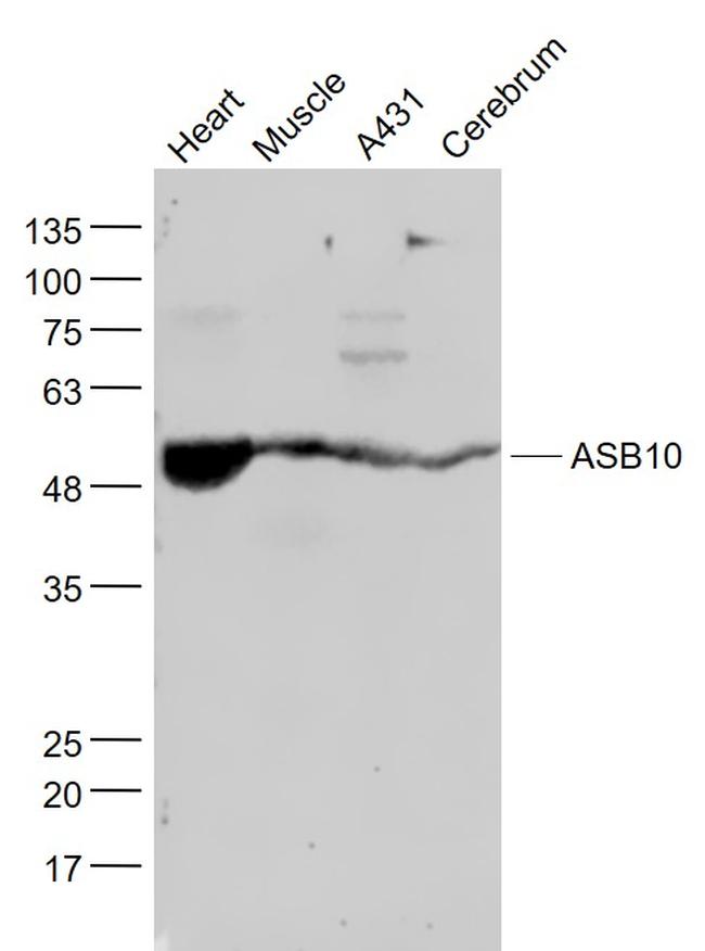 ASB10 Antibody in Western Blot (WB)
