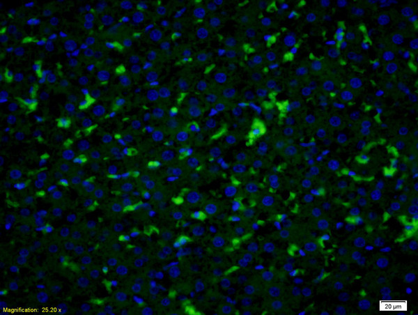 SLCO2A1 Antibody in Immunohistochemistry (Paraffin) (IHC (P))