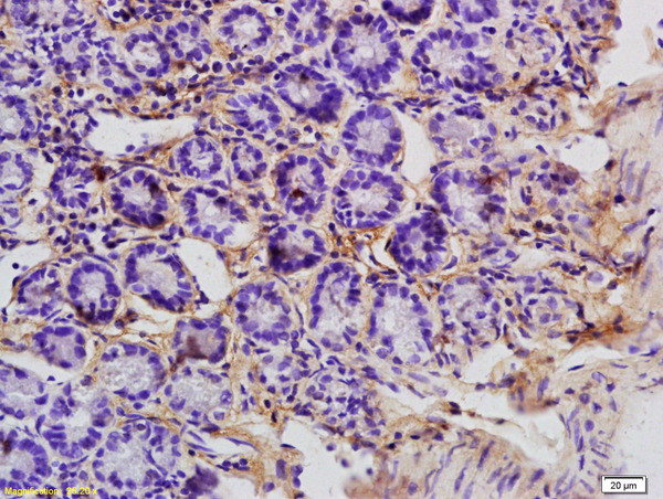 APOC3 Antibody in Immunohistochemistry (Paraffin) (IHC (P))