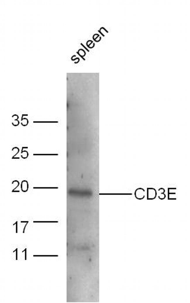 CD3E Antibody in Western Blot (WB)