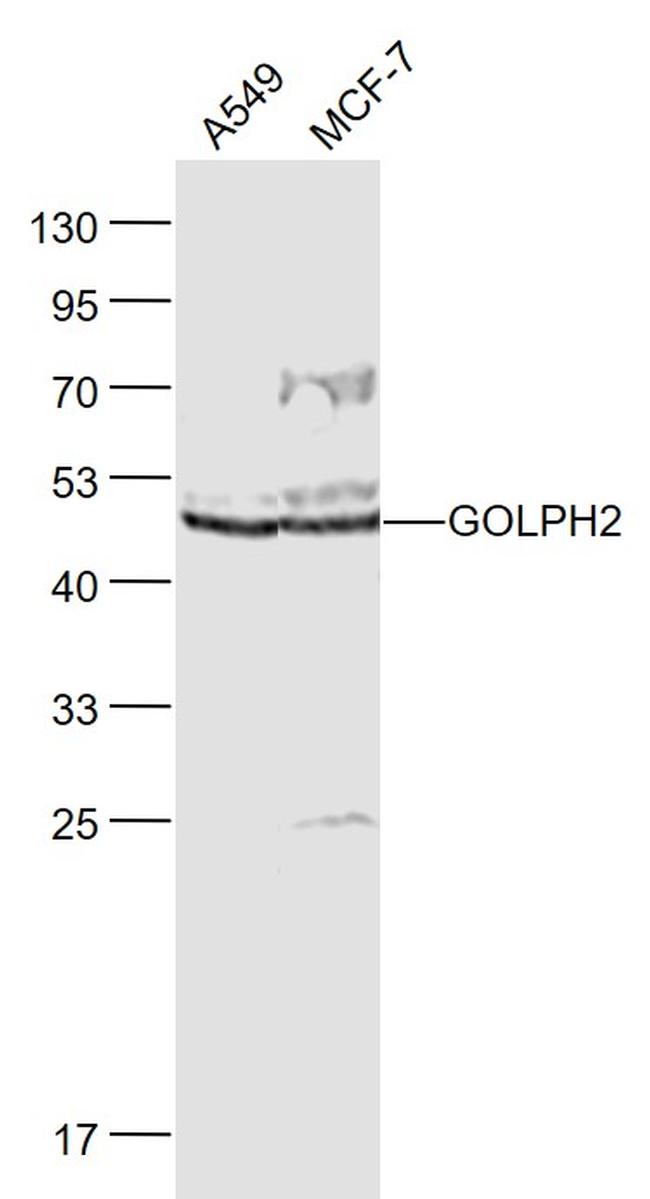 GOLPH2 Antibody in Western Blot (WB)