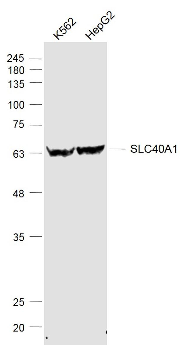 SLC40A1 Antibody in Western Blot (WB)