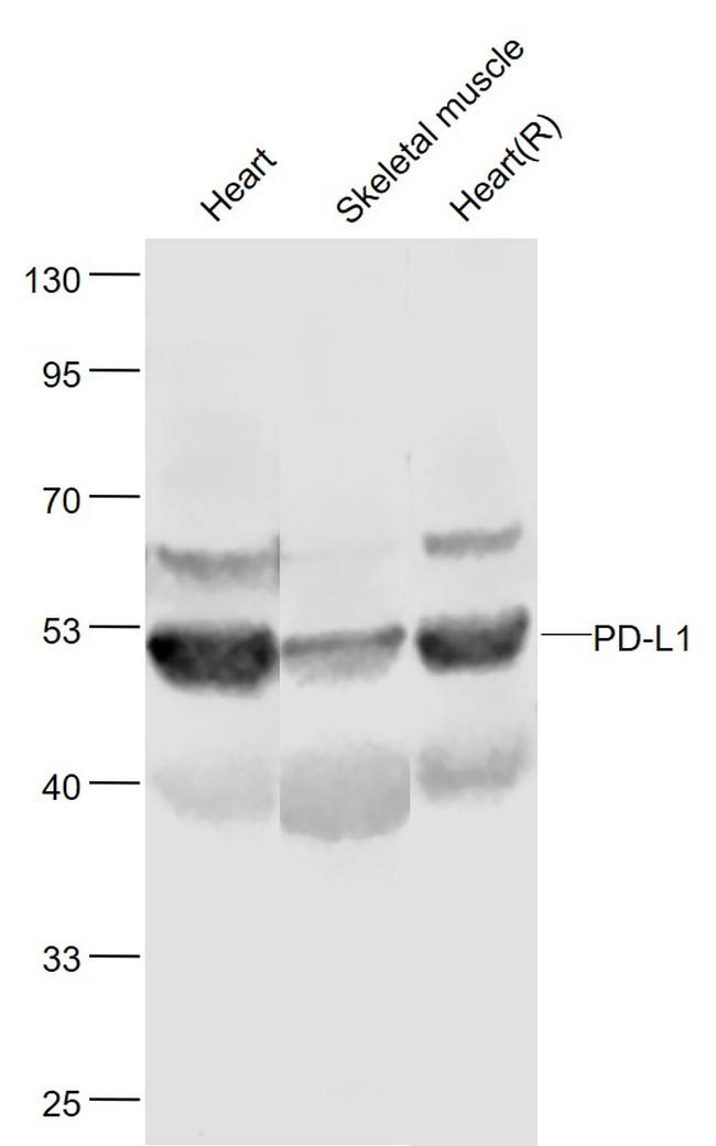 CD274 Antibody in Western Blot (WB)