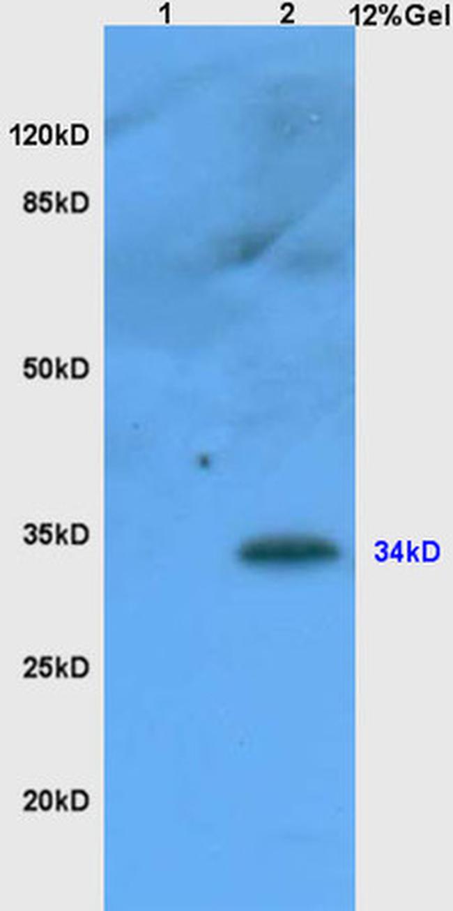CD1d1 Antibody in Western Blot (WB)